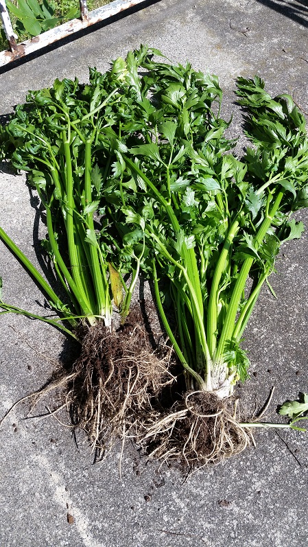 Celery - 1st Harvest Day